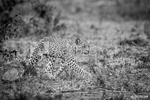 Picture of Walking baby Leopard in black and white